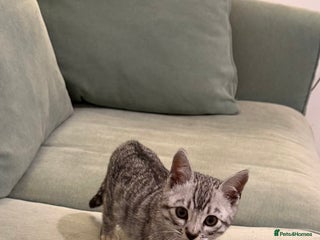 Bengal cats - Advert 1