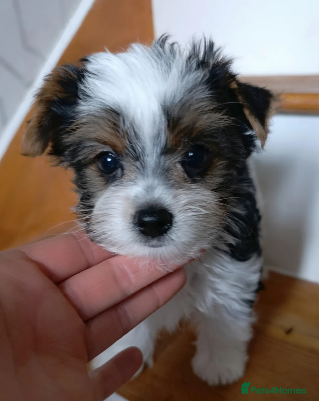 Yorkshire Terrier dogs for sale: Luxury Yorkshire terrier Biewer 🐶🐶🐶 - Advert 1