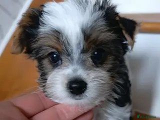 Yorkshire Terrier dogs Luxury Yorkshire terrier Biewer 🐶🐶🐶 - Advert 3