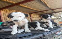 Border Collie dogs for sale: 3 males left .. female now sold! - Image 3