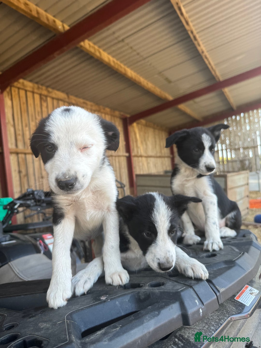 Border Collie dogs for sale: 3 males left .. female now sold! - Image 3