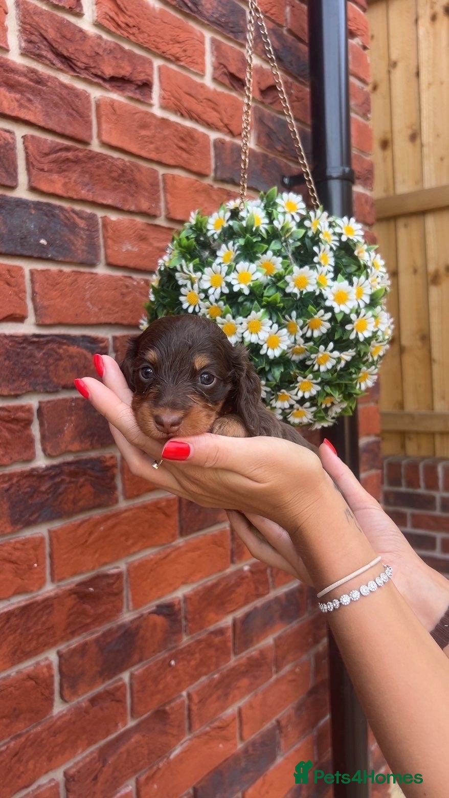 Miniature Dachshund dogs Stunning 5 ⭐️ long-haired miniature dachshunds - Advert 2