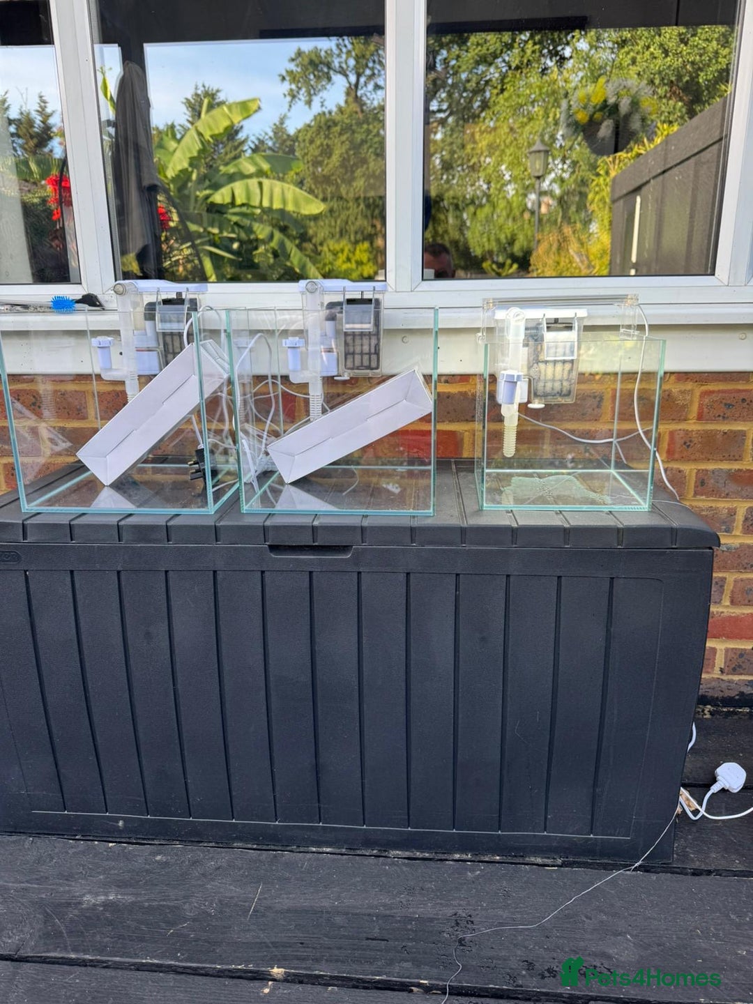 Tetras fish for sale: Fish and tanks for sale - Image 1