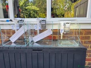 Tetras fish Fish and tanks for sale - Advert 1