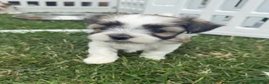 Morkie 5