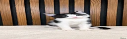 Domestic Shorthair cats for sale: Stunning Kittens | Bella's Litter | Ready Now - Advert 13