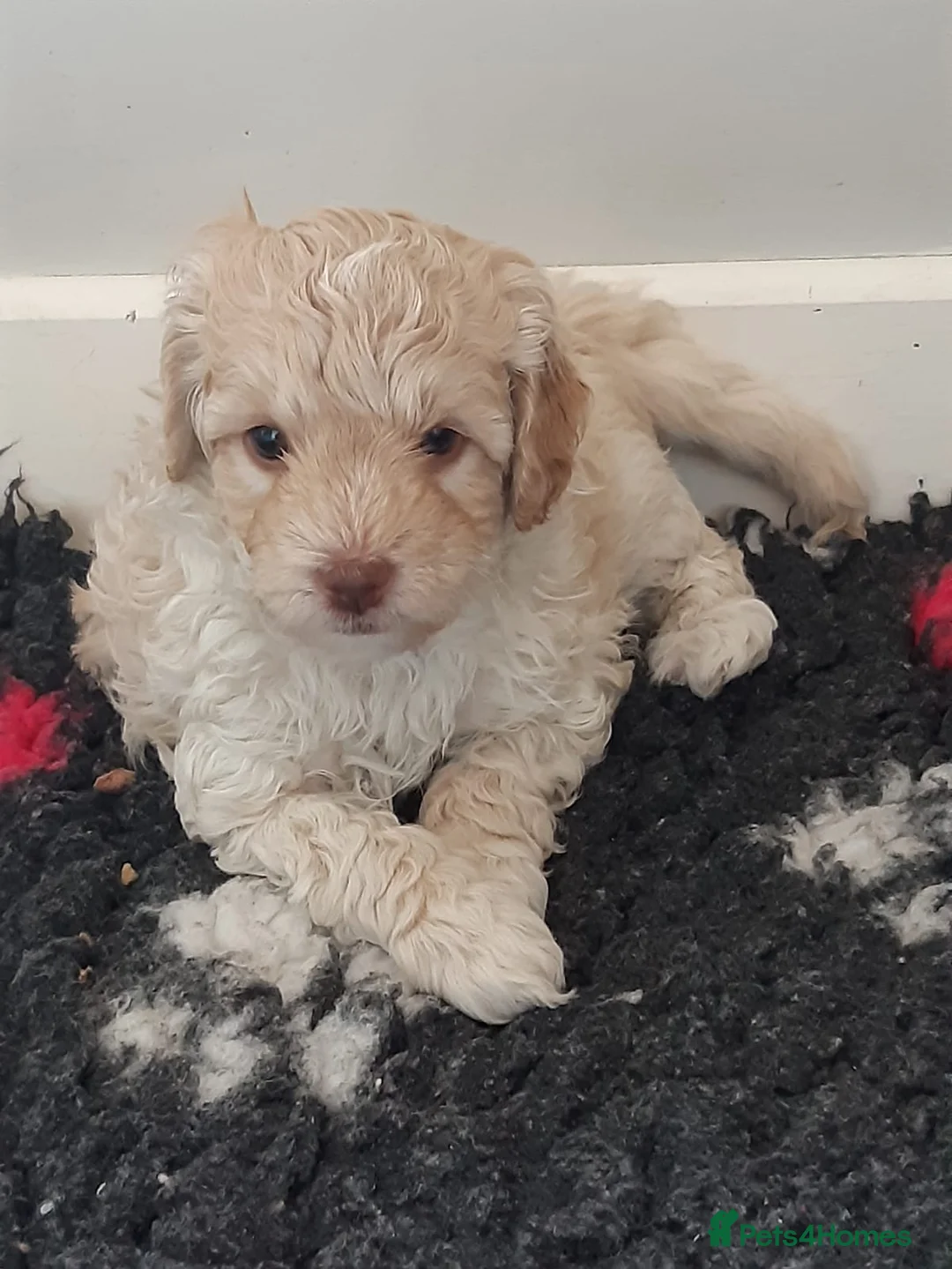 Miniature Poodle dogs for stud: Well PROVEN STUD Archie Minature Poodle  in Chard - Advert 14
