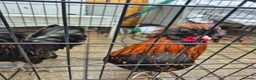 Chickens poultry for sale: 2 polish bantam Roosters  - Advert 5