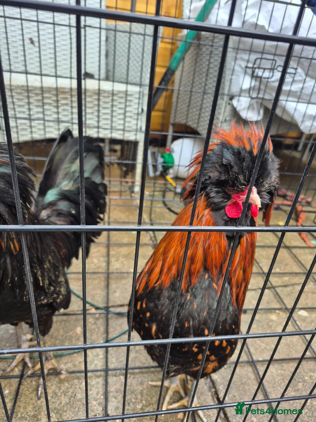 Chickens poultry for sale: 2 polish bantam Roosters  - Advert 5