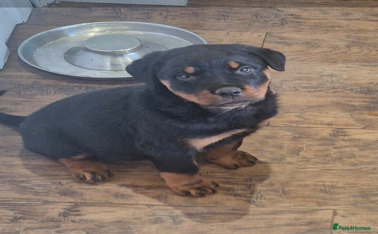 Rottweiler dogs Rottweiler pups Fabulous German bloodline  - Advert 1