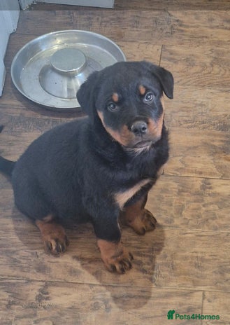 Rottweiler dogs Rottweiler pups Fabulous German bloodline - Advert 1