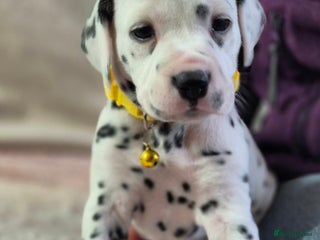 Dalmatian dogs Beautiful KC Reg LUA Dalmatian Pups - Advert 8