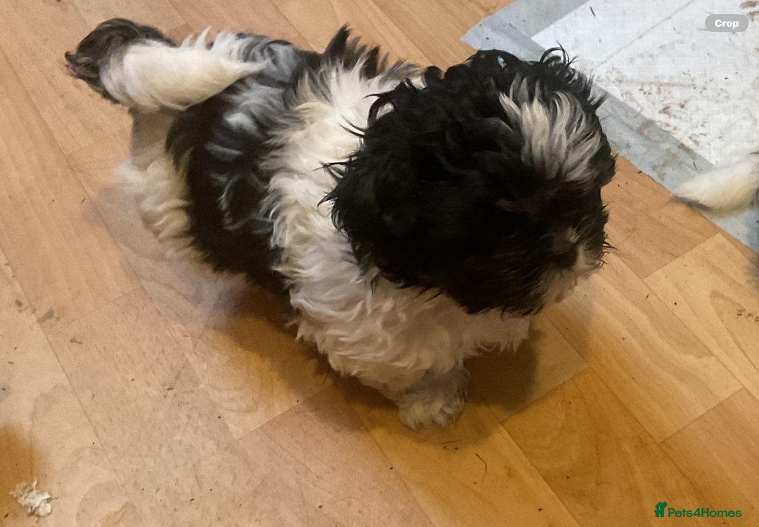 Shih Tzu dogs for sale: Shih Tzu puppies  - Advert 3