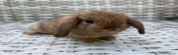 Mini Lop rabbits for sale: Pure bred mini lops - Advert 30