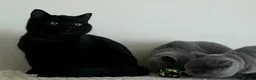 British Shorthair cats for sale: 🏆IMPRESSIVE PEDIGREE BSH KITTENS - Advert 3