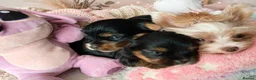 Yorkshire Terrier dogs for sale: 2 Sweter Yorkshire Terrier puppy in Swindon - Advert 12