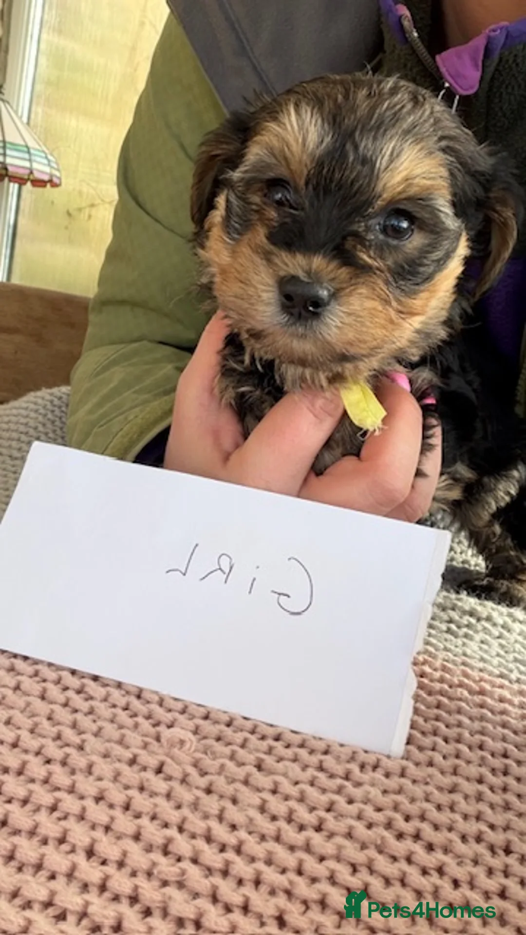 Yorkiepoo dogs for sale: Yorkipoos  - Advert 6