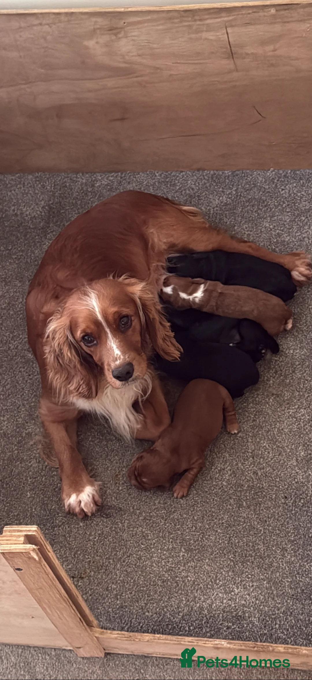 Cocker Spaniel dogs for sale: Cocker spaniel puppies - Advert 1