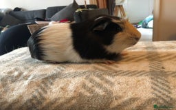 Guinea Pig rodents for sale: Guinea pig boar tri-colour - Advert 5
