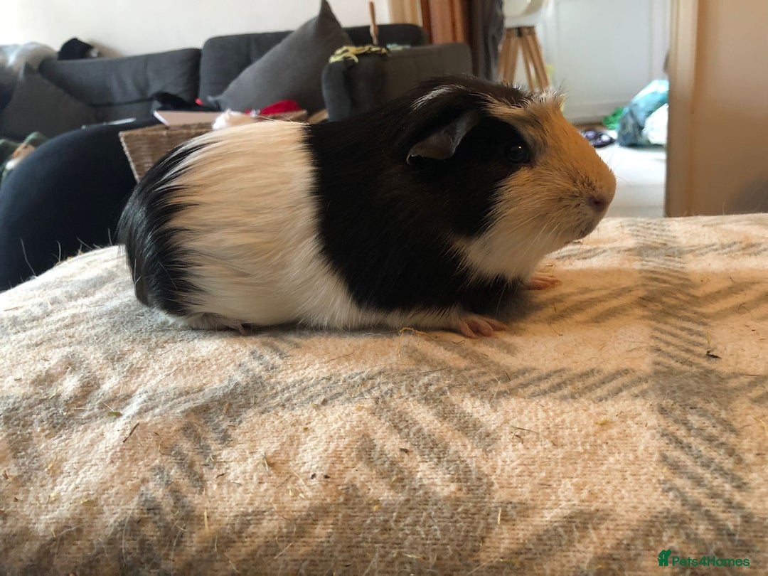 Guinea Pig rodents for sale: Guinea pig boar tri-colour - Advert 5