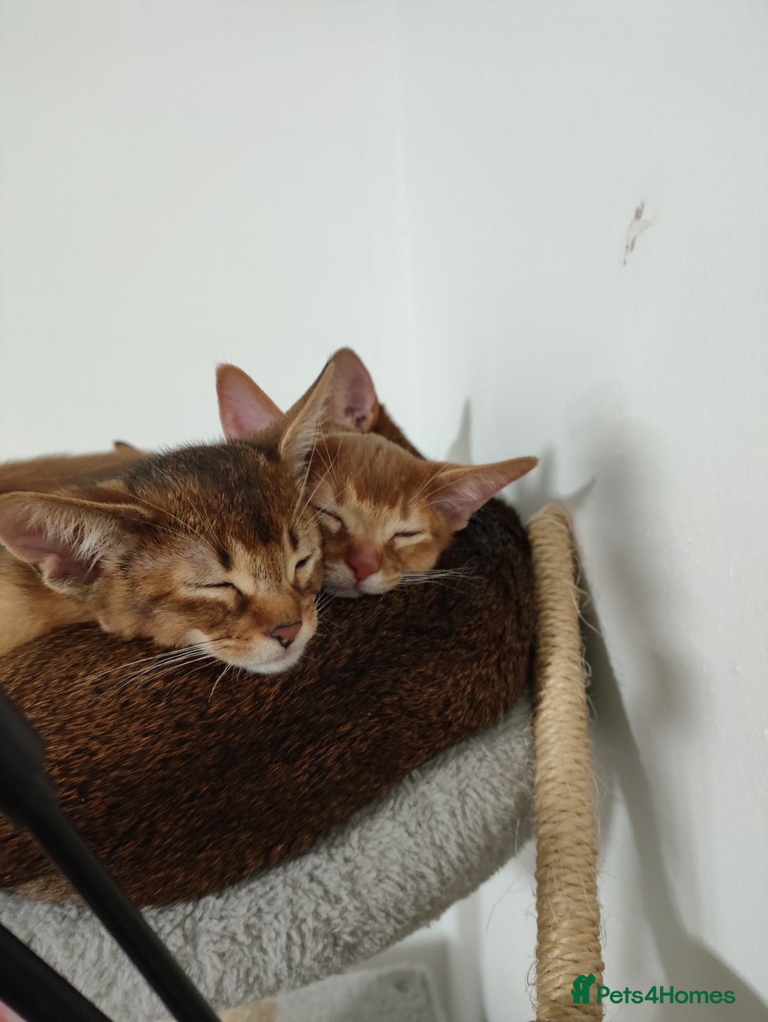 Abyssinian cats for sale: Beautiful Abyssinian Kittens 🐈 - Advert 10