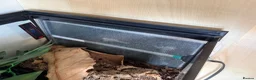 Scorpions invertebrates for sale: Male Asian Forest Scorpion in Woodbridge - Advert 4
