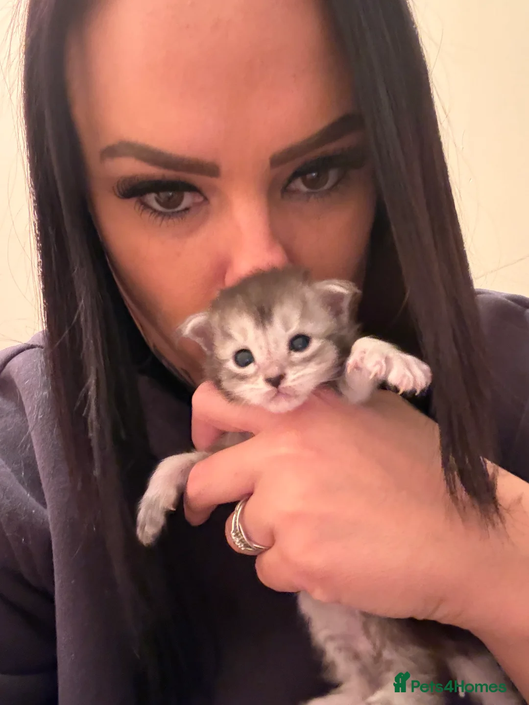 Maine Coon cats for sale: 👑 Stunning pedigree Maine coon kittens 👑  - Advert 5