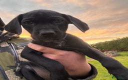 Labrador Retriever dogs for sale: Labrador x GWP - Image 5
