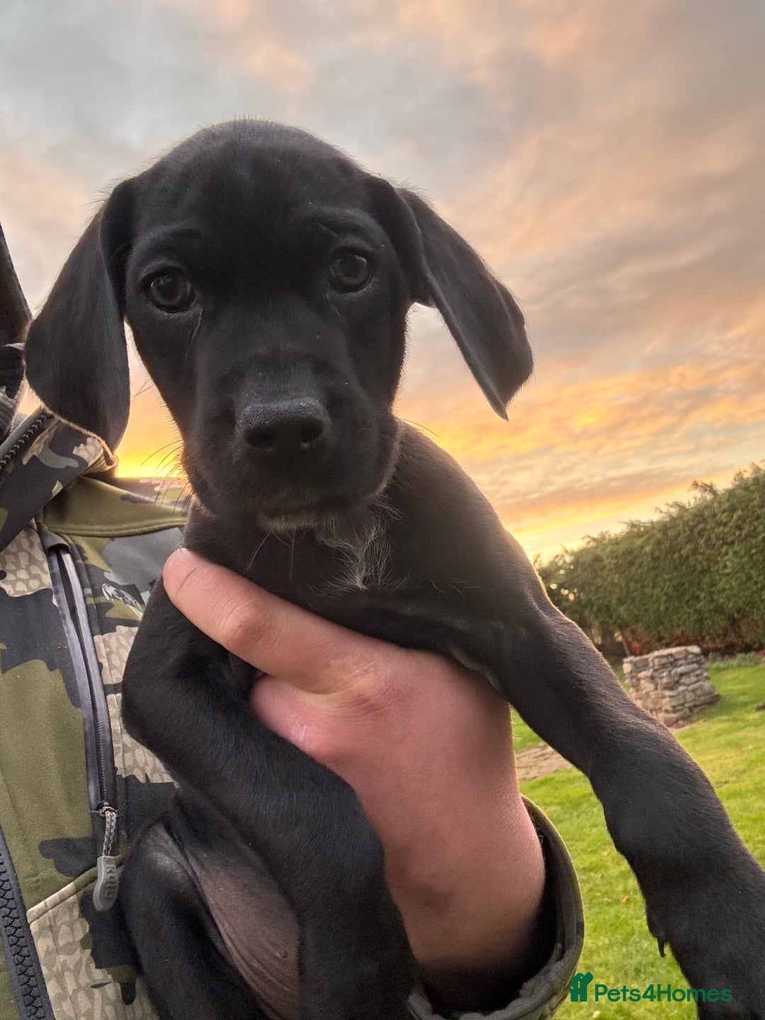 Labrador Retriever dogs for sale: Labrador x GWP - Image 5