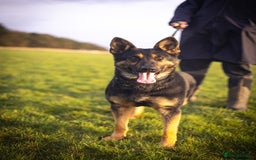 German Shepherd dogs for sale: health tested import female  - Image 2