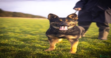 German Shepherd dogs - Advert 6