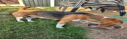 Beagle dogs for sale: 6 year old female begal  in Newark - Advert 3