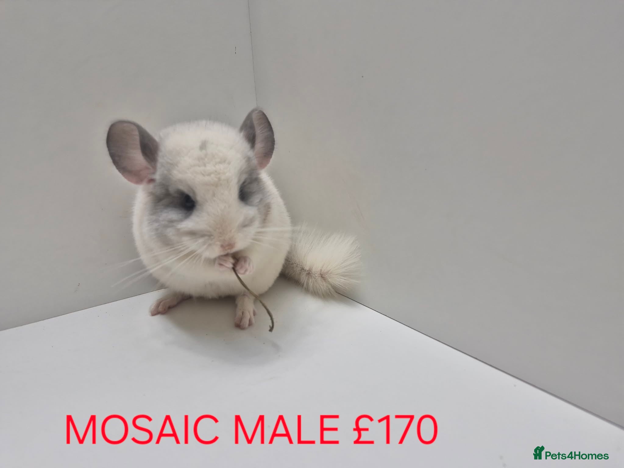 Chinchilla rodents STUNNING BABIES CHINCHILLA MIX COLOURS AND GENDER  - Advert 1