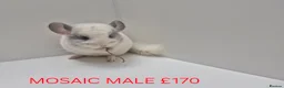 Chinchilla rodents for sale: STUNNING BABIES CHINCHILLA MIX COLOURS AND GENDER  in Sutton-in-Ashfield - Advert 1