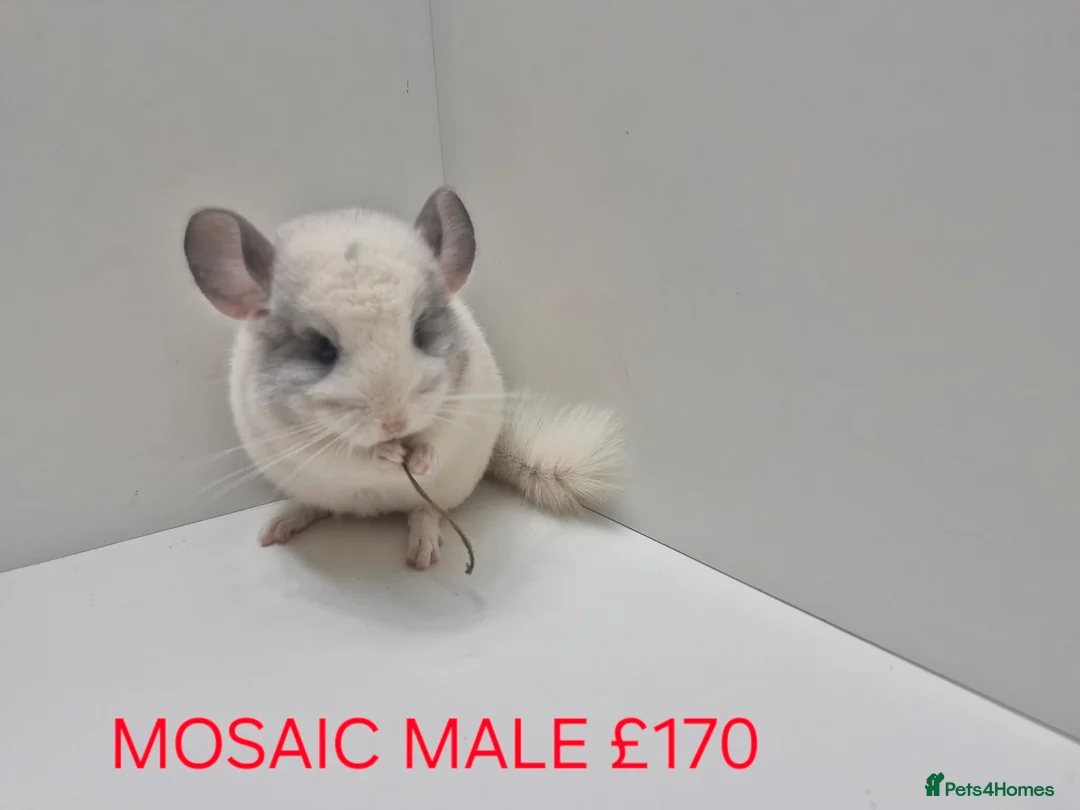 Chinchilla rodents for sale: STUNNING BABIES CHINCHILLA MIX COLOURS AND GENDER  in Sutton-in-Ashfield - Advert 1