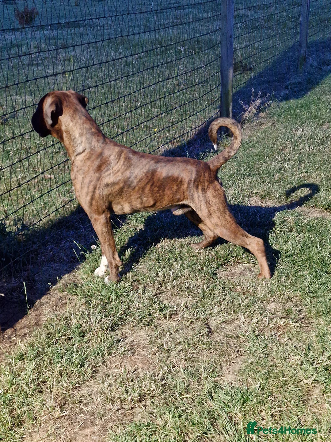 Boxer dogs for stud: Stunning Proven, Health tested and Heartscored 0 in Boston - Advert 12