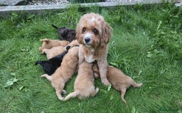 Cavapoo dogs for sale: SWEETEST CAVAPOO PUPPIES  - Image 4
