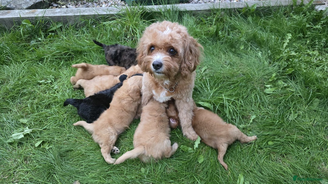Cavapoo dogs for sale: SWEETEST CAVAPOO PUPPIES  - Image 4
