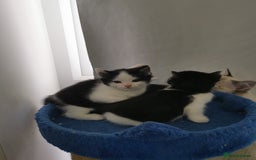 Mixed Breed cats for sale: Cute Mixed breed ragdoll kittens  - Image 4