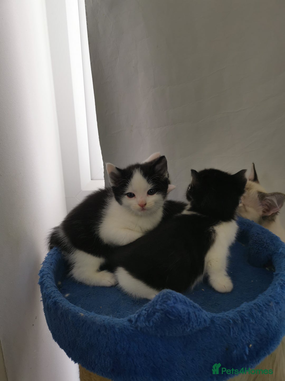 Mixed Breed cats for sale: Cute Mixed breed ragdoll kittens  - Image 4