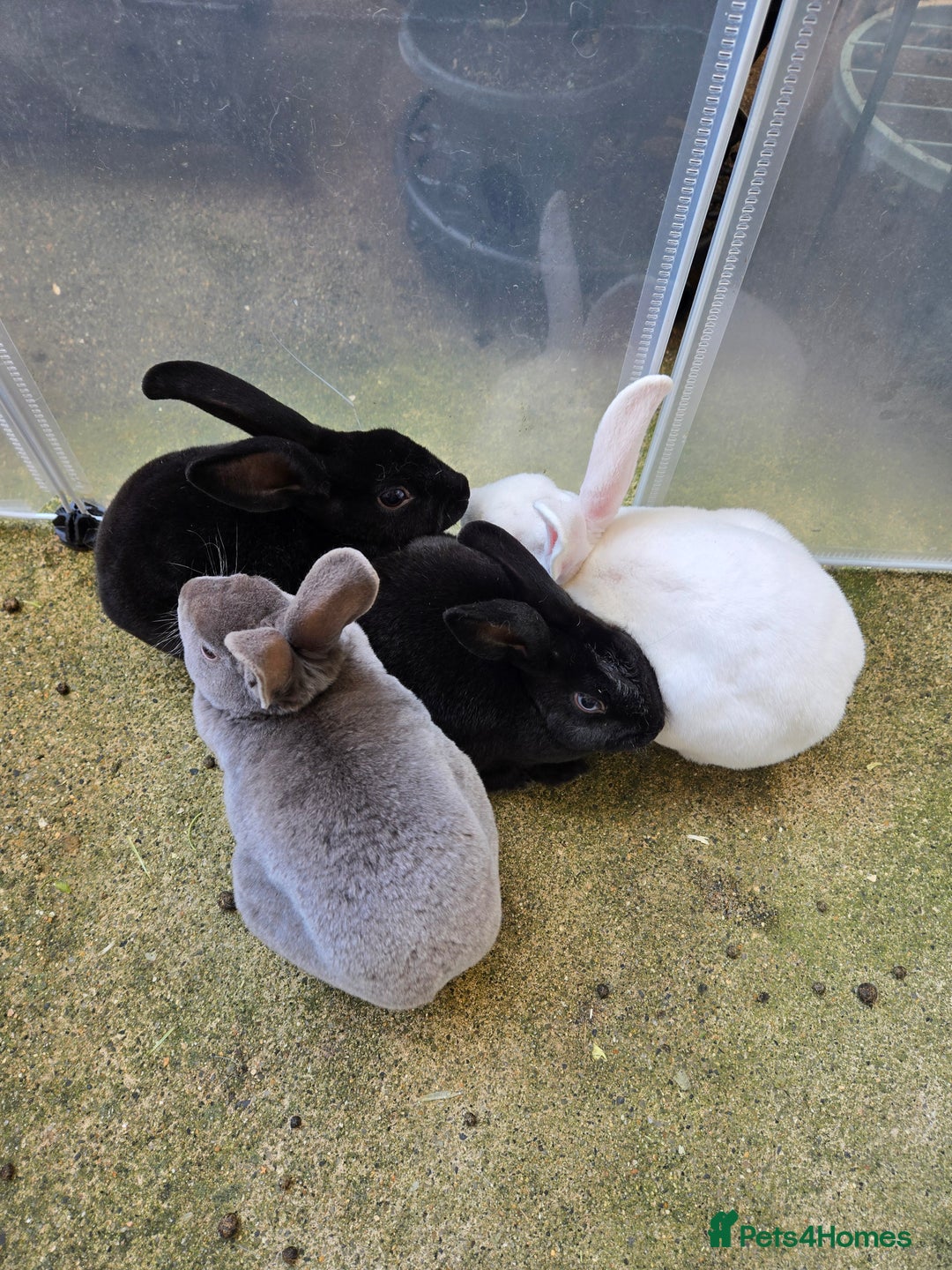 Rex rabbits for sale: Various rex rabbits for rehoming available now - Image 2