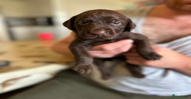 Mixed Breed dogs - Advert 1