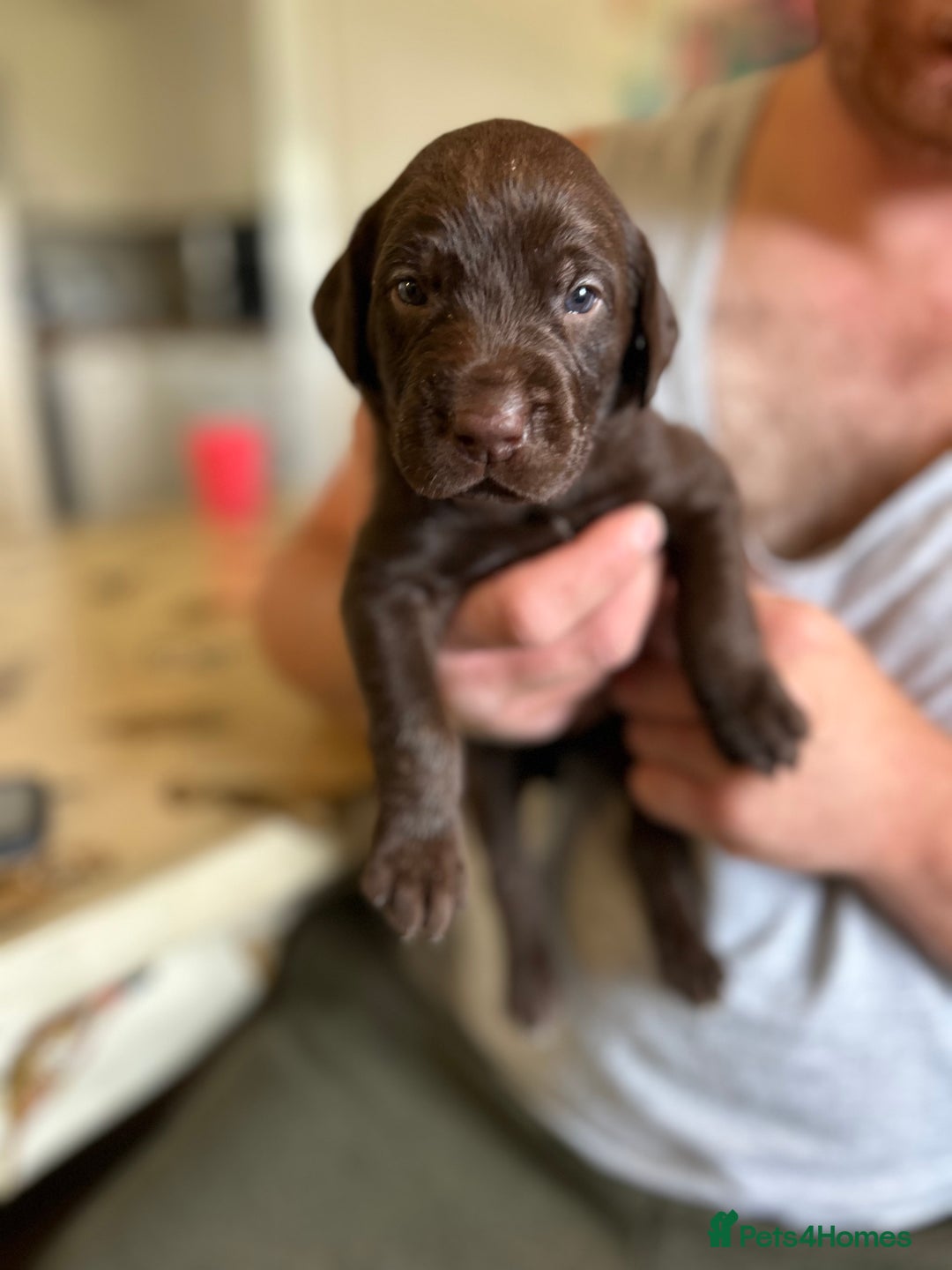 Mixed Breed dogs for sale: 🐾 German wirehaired pointer x Labrador 🐾  - Image 3