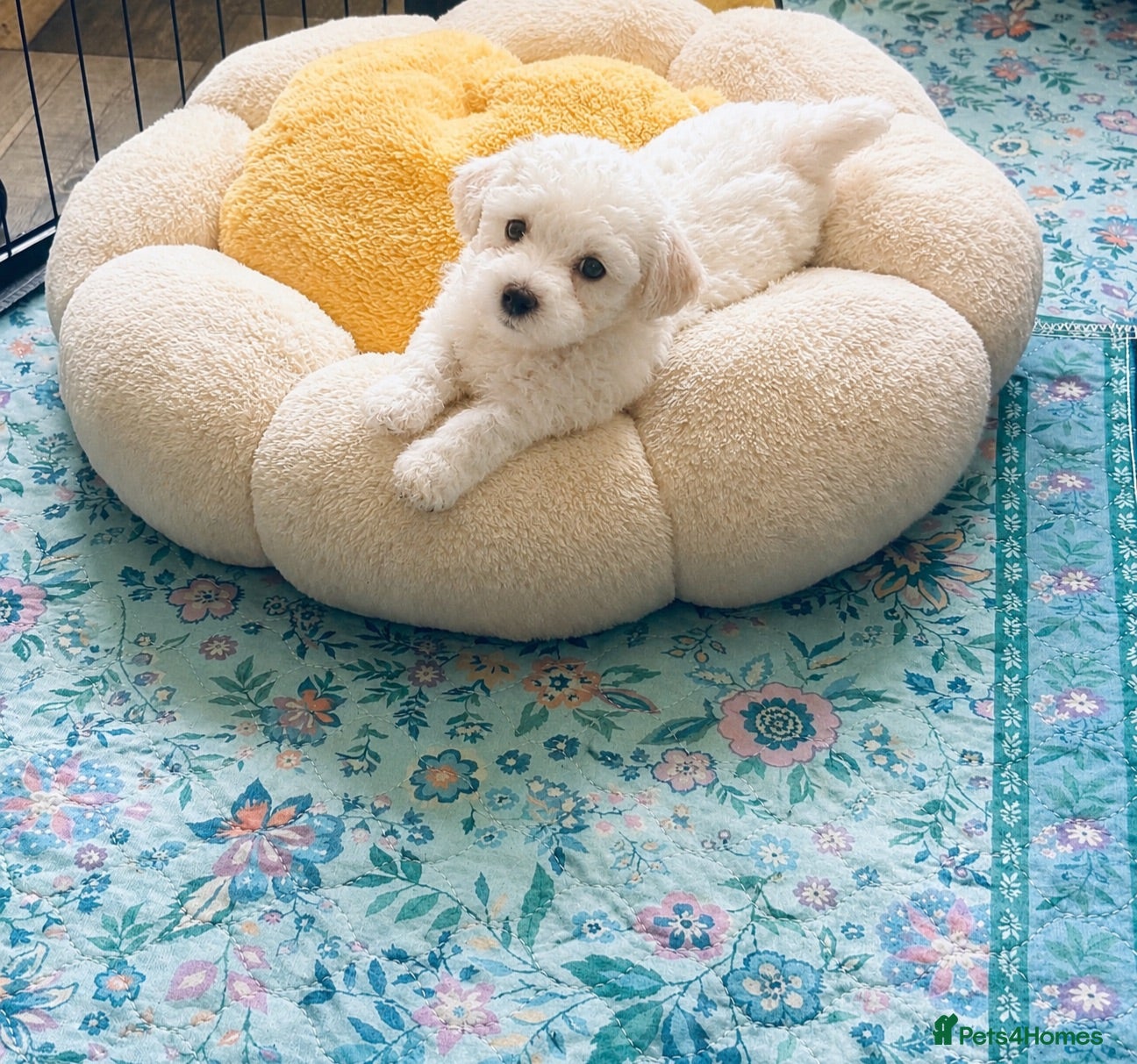 Mixed Breed dogs Very petite pretty Maltese x coton de Tuléar pups  - Advert 1