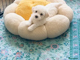 Mixed Breed dogs Very petite pretty Maltese x coton de Tuléar pups - Advert 1