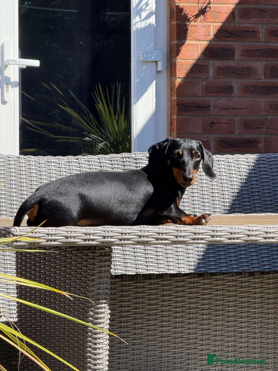 Miniature Dachshund dogs for stud: KC Registered Miniature Dachshund Stud - Advert 10