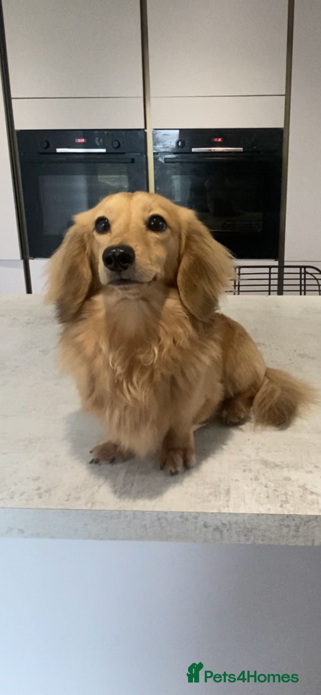 Miniature Dachshund dogs for stud: KC Reg• Cream Longhaired Stud• Fully Health Tested - Image 2