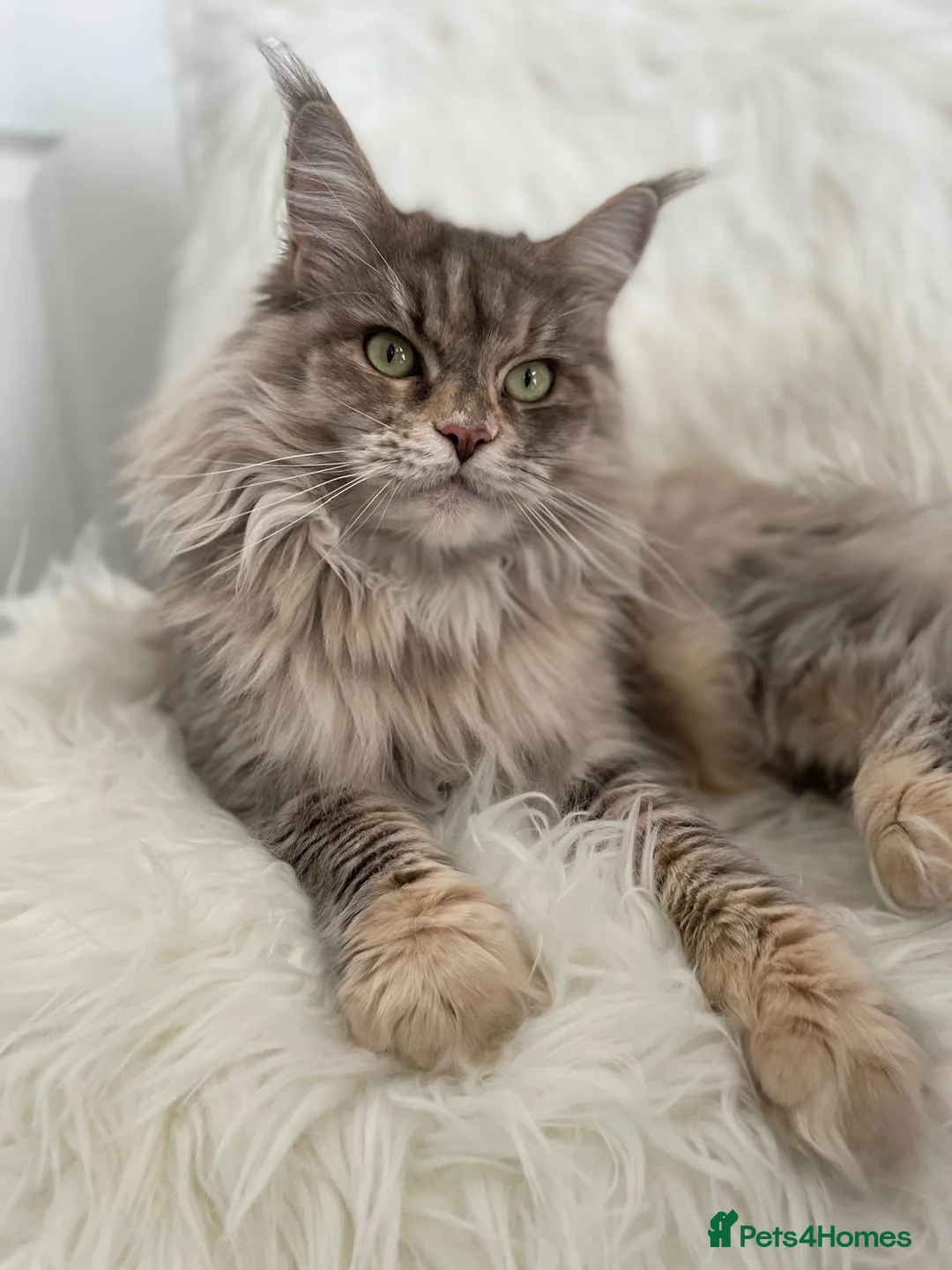 Maine Coon cats for sale: Our last kitten -TICA registered! - Advert 2