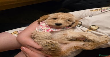 Toy Poodle dogs - Advert 2