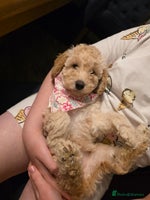 Toy Poodle dogs - Advert 2